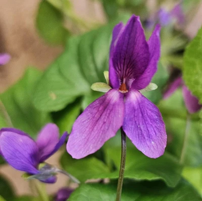 Finlay odorata Viola