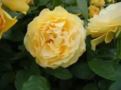 Floribunda Rose Absolutely Fabulous