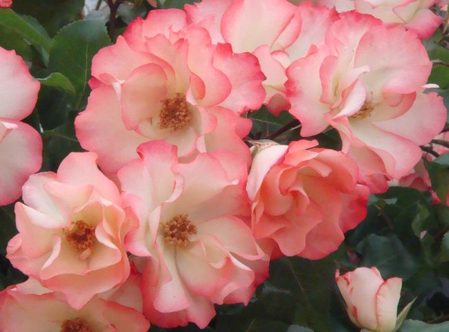 Birthday Girl Floribunda Rose