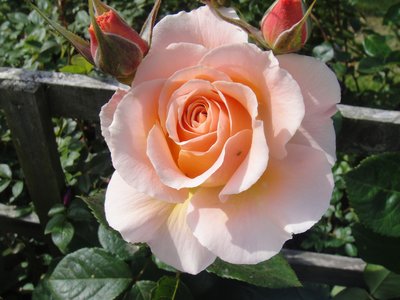 Champagne Moment Floribunda Rose