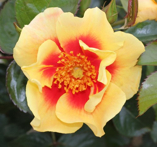 Eye Of The Tiger Floribunda Rose