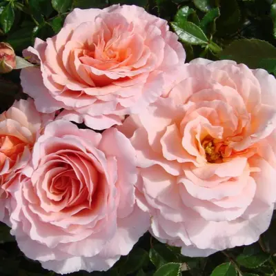 Floribunda Rose Great Expectations