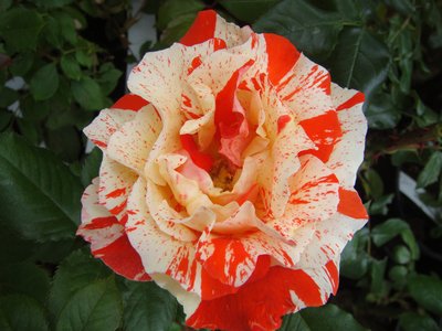 Hanky Panky Floribunda Rose