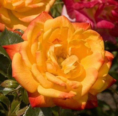 Irish Eyes Floribunda Rose