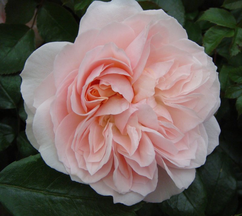 Floribunda Rose Joie De Vivre