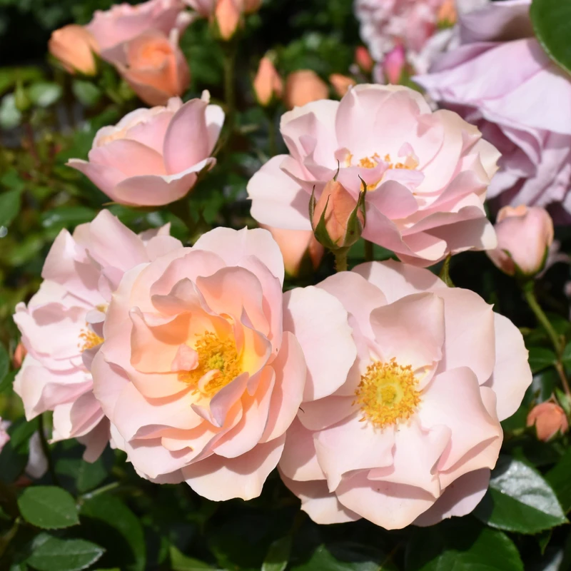 Floribunda Rose Loyal Companion