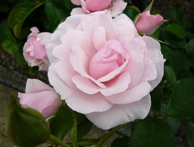 Many Happy Returns Floribunda Rose