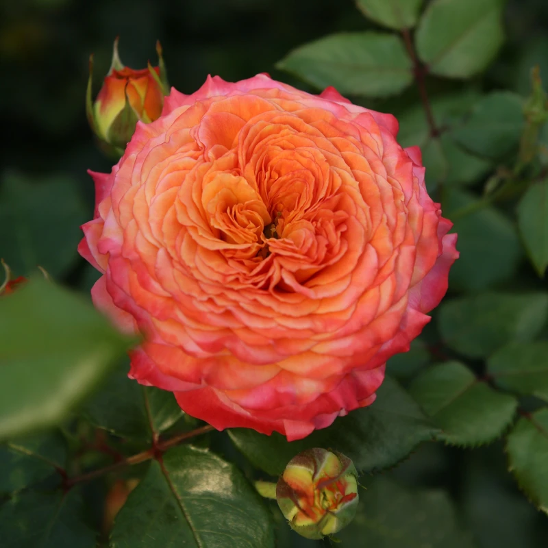 Floribunda Rose Meteor