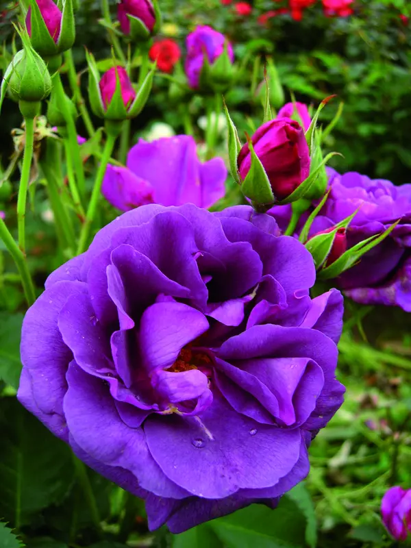 Floribunda Rose Minerva