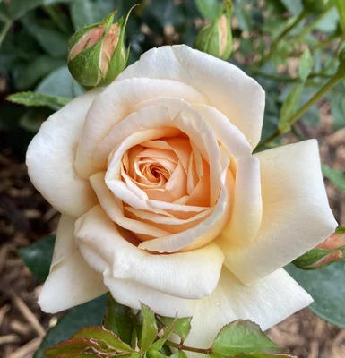 Floribunda Rose Pure Gold