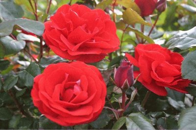 Remembrance Floribunda Rose