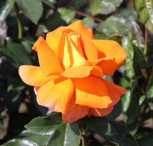 Floribunda Rose Super Trouper