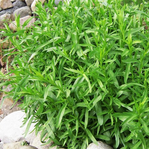 French Tarragon Herb 12cm
