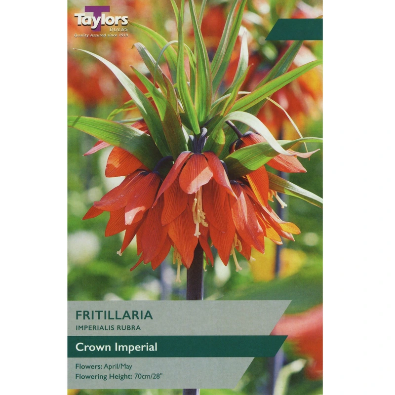 Taylors Fritillaria Imperialis Rubra