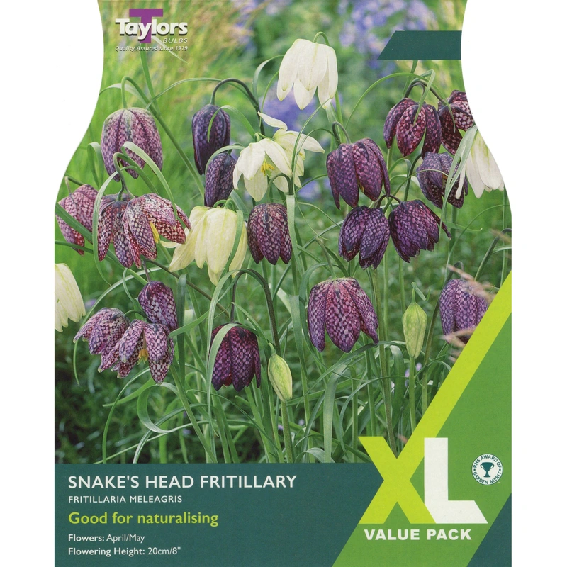 Taylors XL Fritillaria Meleagris