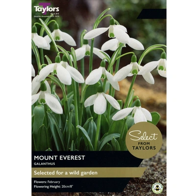 Taylors Select Galanthus Mount Everest