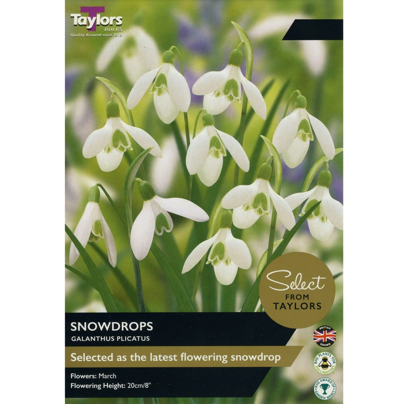 Taylors Select Galanthus Plicatus