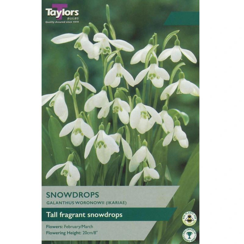 Taylors Galanthus Woronowii