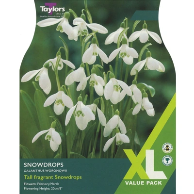 Taylors XL Galanthus Woronowii Snowdrops