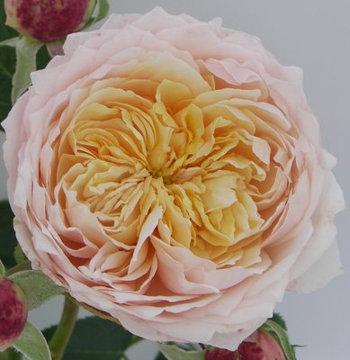 Ginger Syllabub Climbing Rose