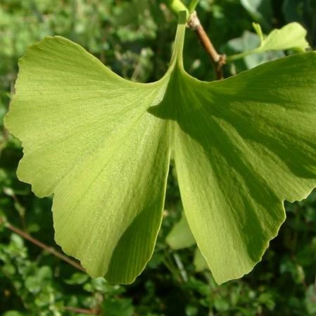 Ginkgo biloba