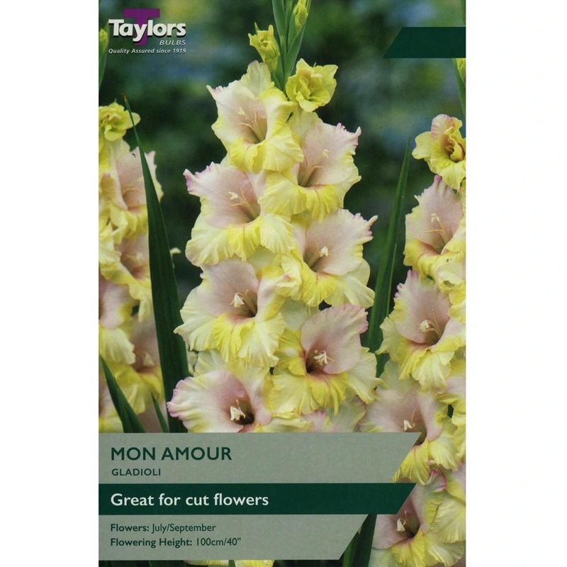 Taylors Gladioli Mon Amour