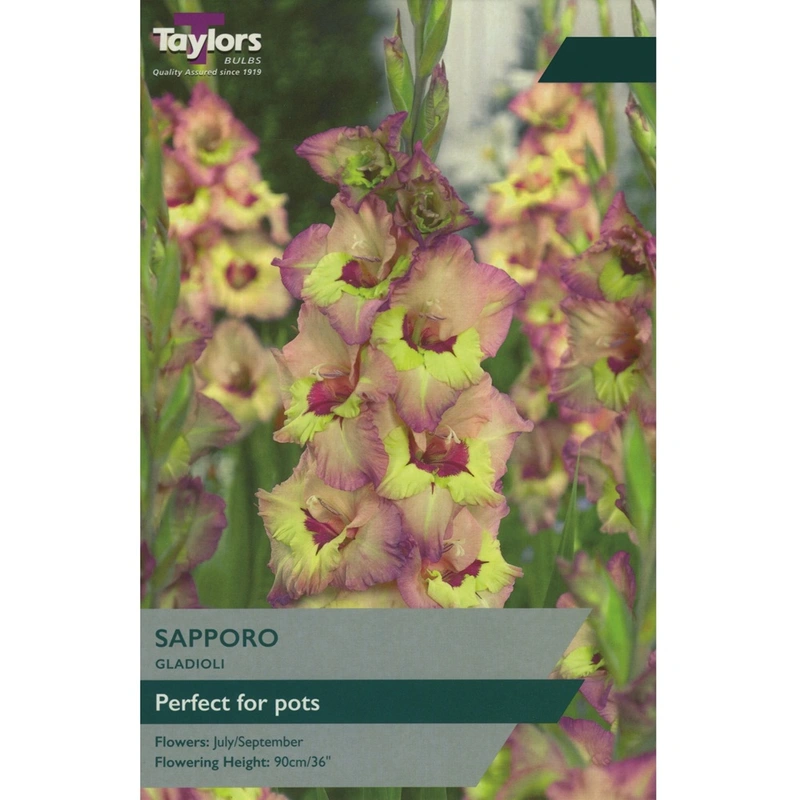 Taylors Gladioli Sapporo