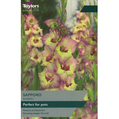 Taylors Gladioli Sapporo