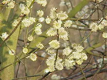 Goat Willow (Salix Caprea) Hedging - image 1