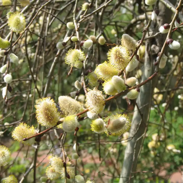 Goat Willow (Salix Caprea) Hedging - image 2