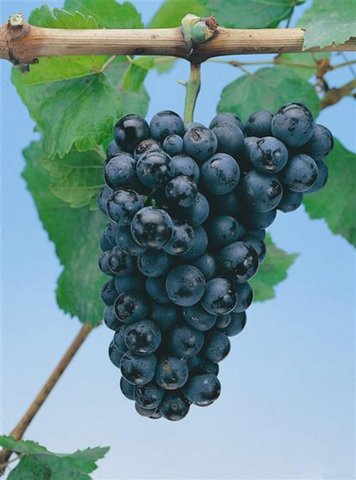 Grape vine Black Hamburgh