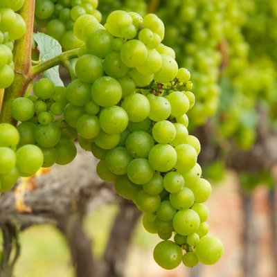 Grape Vine Chardonnay