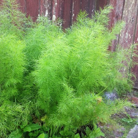 Green Fennel Herb 12cm