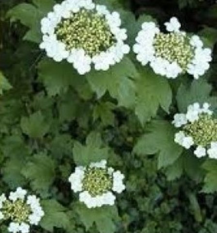 Guelder Rose