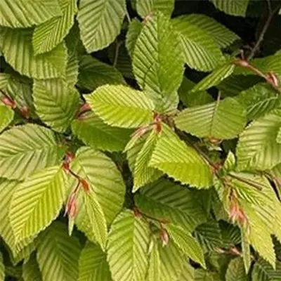 Hornbeam Bare Root Hedging Large