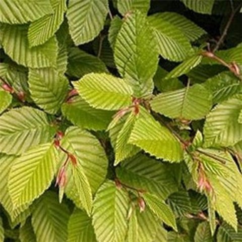 Hornbeam