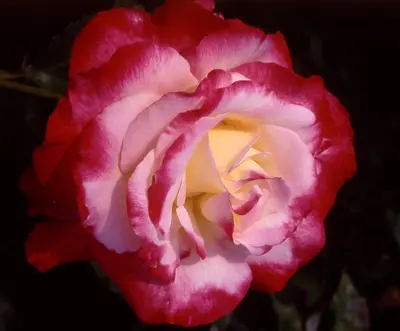 Hybrid Tea Rose Double Delight