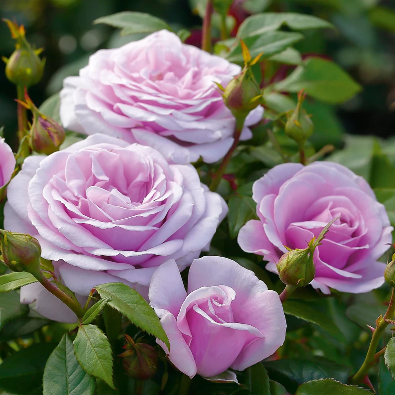 Hybrid Tea Rose Hopes and Dreams