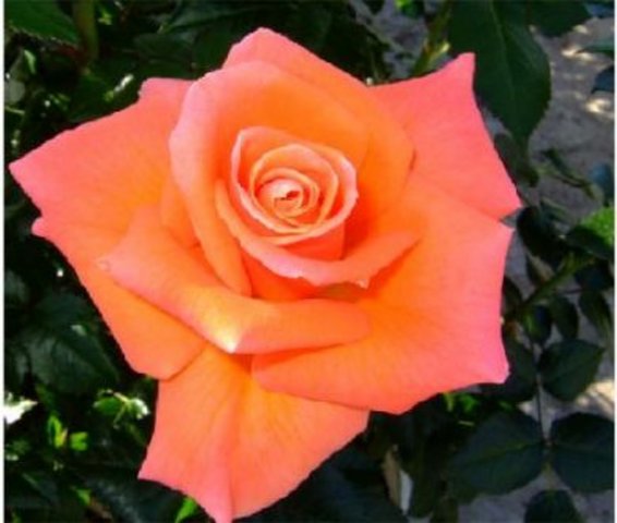 Mamma Mia Hybrid T Rose