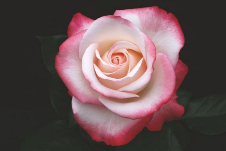 Nostalgia Hybrid Tea Bush Rose