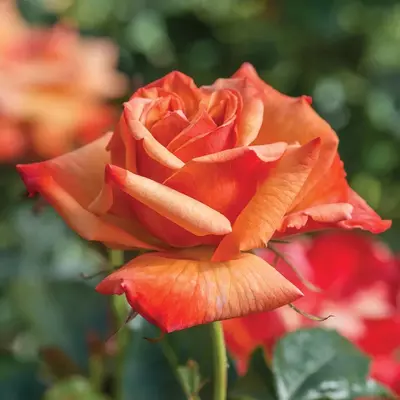 Remember Me Hybrid Tea Bush Rose