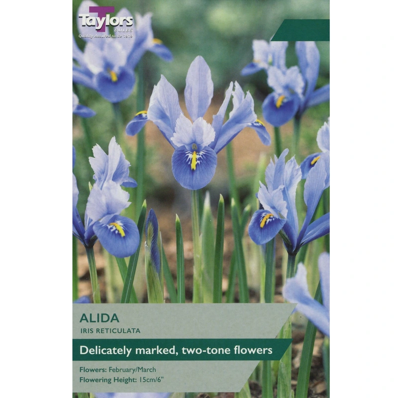 Taylors Iris Dwarf Alida