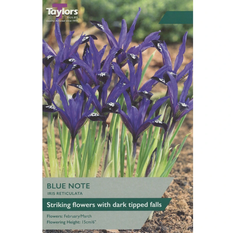 Taylors Iris Dwarf Blue Note