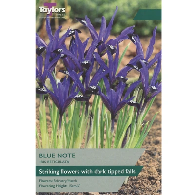 Taylors Iris Dwarf Blue Note