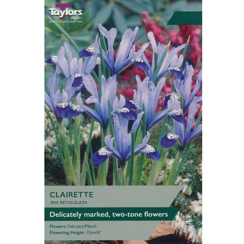 Taylors Iris Dwarf Clairette