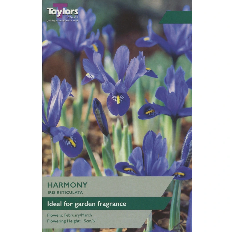 Taylors Iris Dwarf Harmony