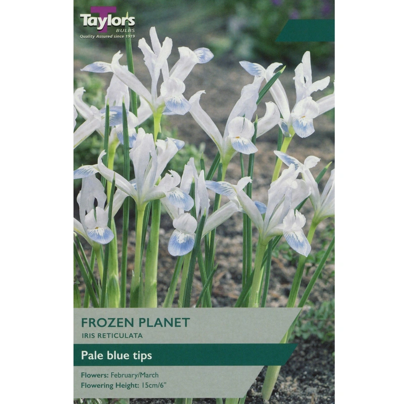 Taylors Iris Frozen Planet