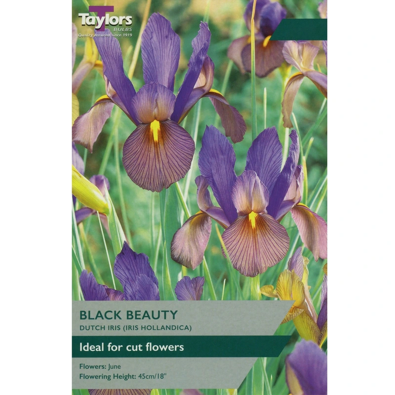 Taylors Iris Hollandica Black Beauty