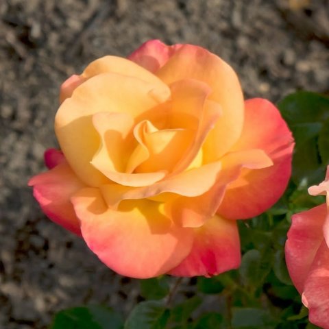 Jam and Jerusalem Floribunda Rose