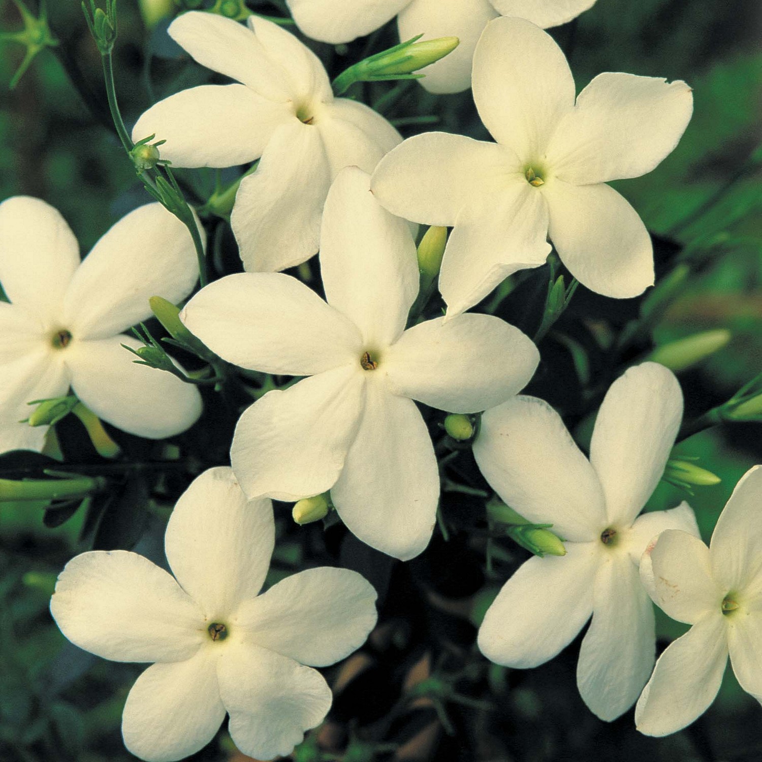 Jasmine Clotted Cream - Groves Nurseries & Garden Centre